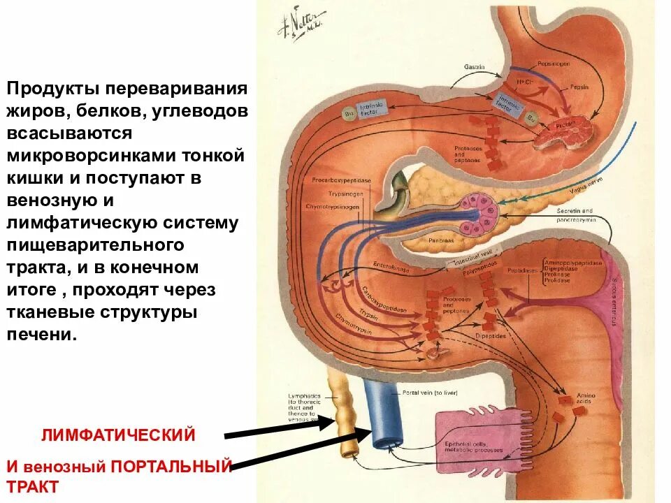 Белки пищи расщепляются в. Белки в ЖКТ расщепляются до. Переваривпние белка в желудке. Переваривание белков в желудке. Белок в желудке расщепляется.