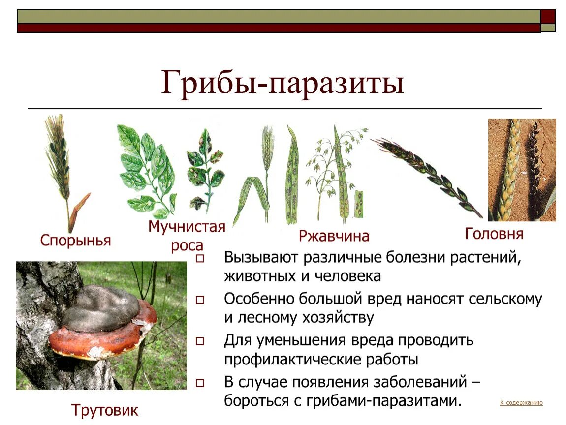 Головня спорынья трутовик. Грибы паразиты Головня спорынья трутовики. Головня спорынья фитофтора. Грибы паразиты вызывающие болезни растений. Грибы вызывают заболевания растений и животных