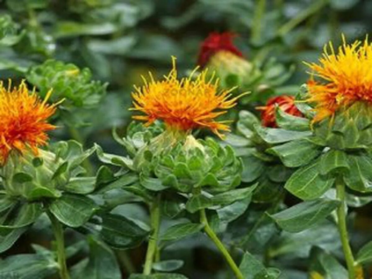 SAFFRON THISTLE LEMON YELLOW - 20 seeds - Carthamus Tinctorius eBay