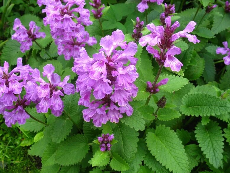 Буквица многолетник. Бетоника грандифлора. Буквица (betonica grandiflora). Betonica macrantha буквица крупноцветковая. Буквица цветок многолетник.