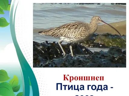 Какая птица года