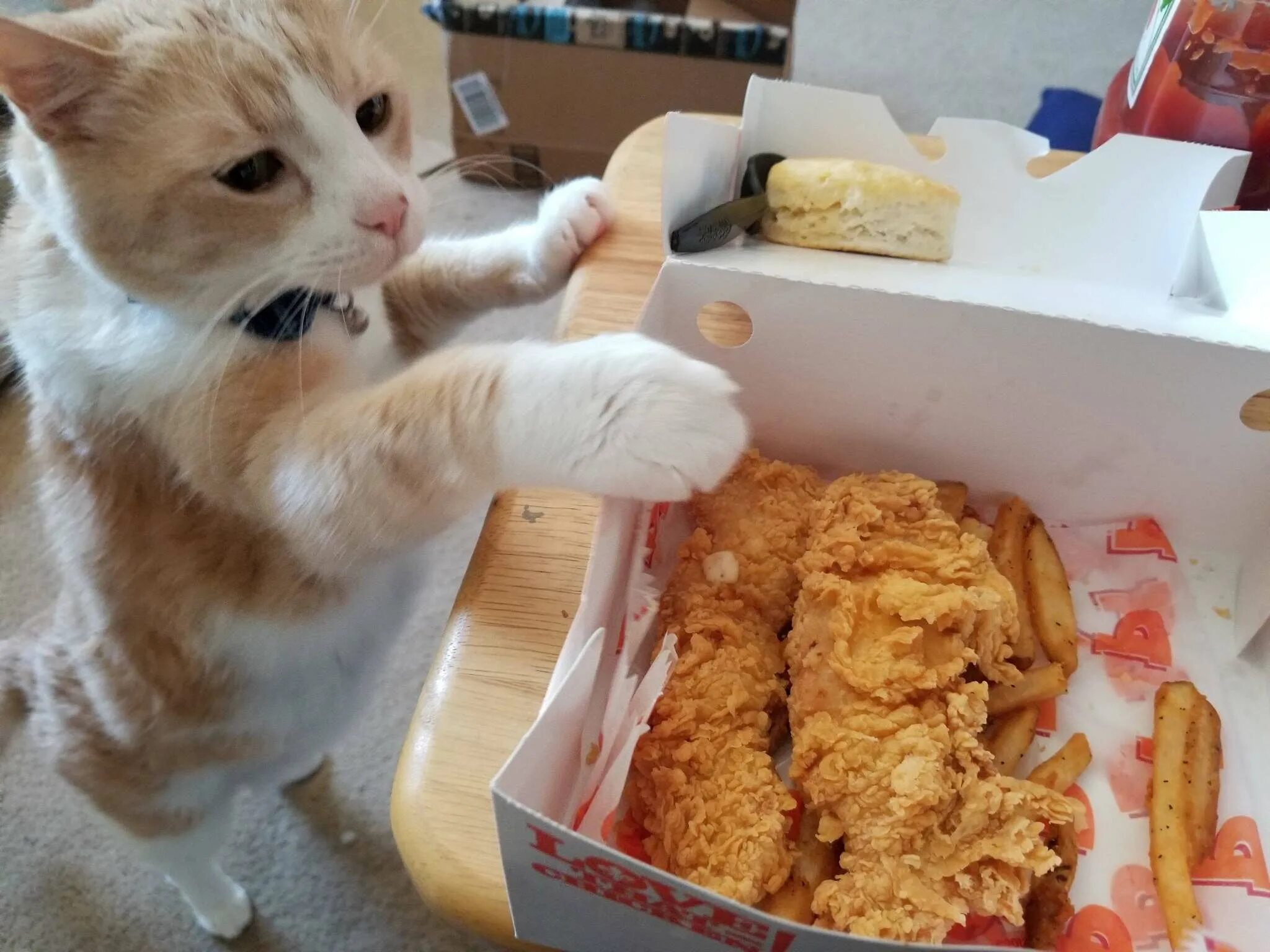 грустный голодный кот. голодный кот. кот в тарелке. голодные котики. голодный кот.