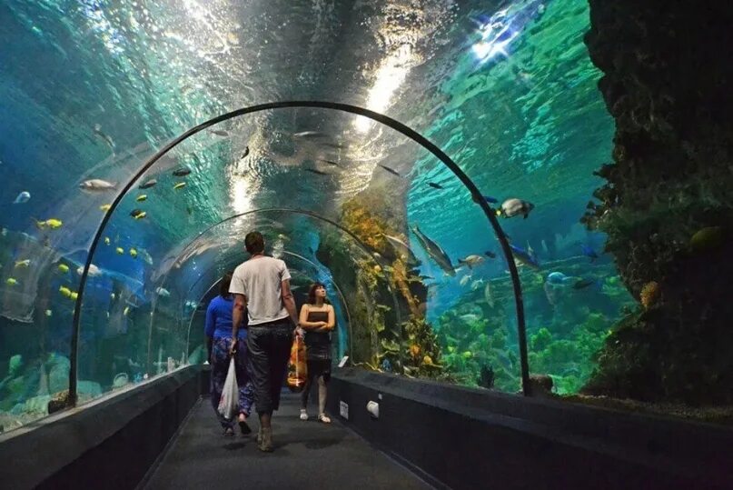 Парк ривьера океанариум. Сочи, океанариум Sochi Discovery World Aquarium. Сочи Дискавери ворлд аквариум. Лазаревское Сочинский океанариум. Сочинский океанариум достопримечательности Сочи.