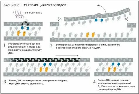 Репарация оснований