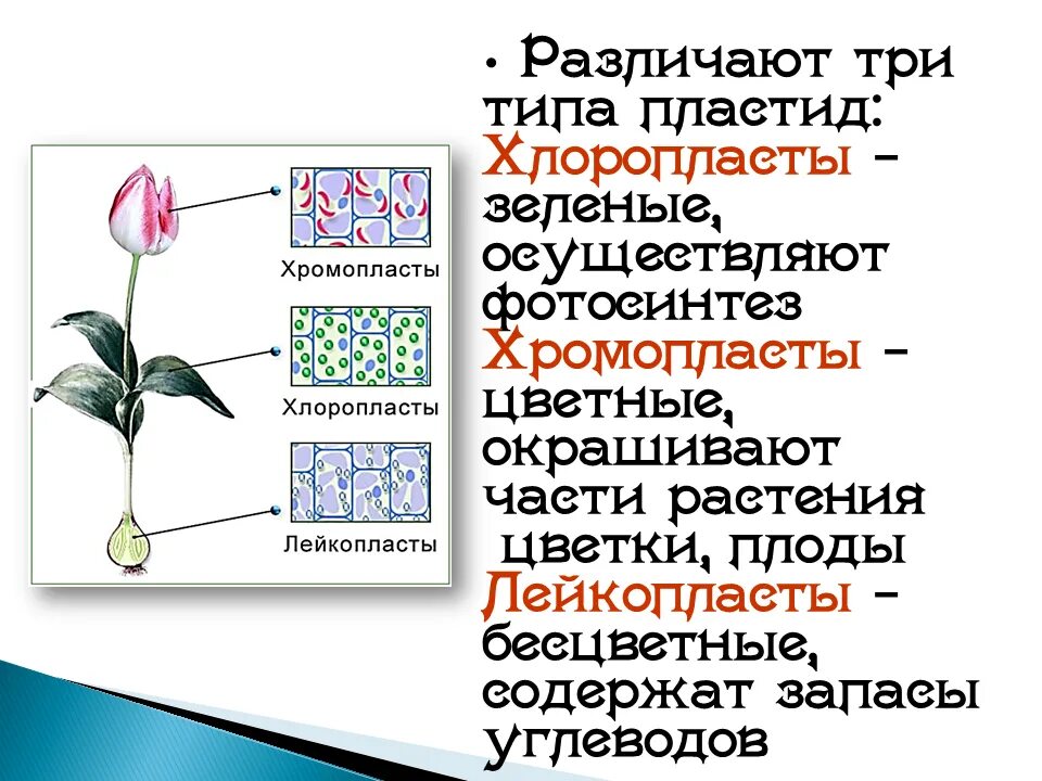 Фотосинтез осуществляется в хромопластах. Различают три основных типа пластид. Цвета пластид растений. Пластиды цвет.