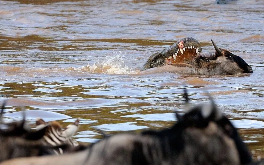 Крокодил в реке. Опасная переправа