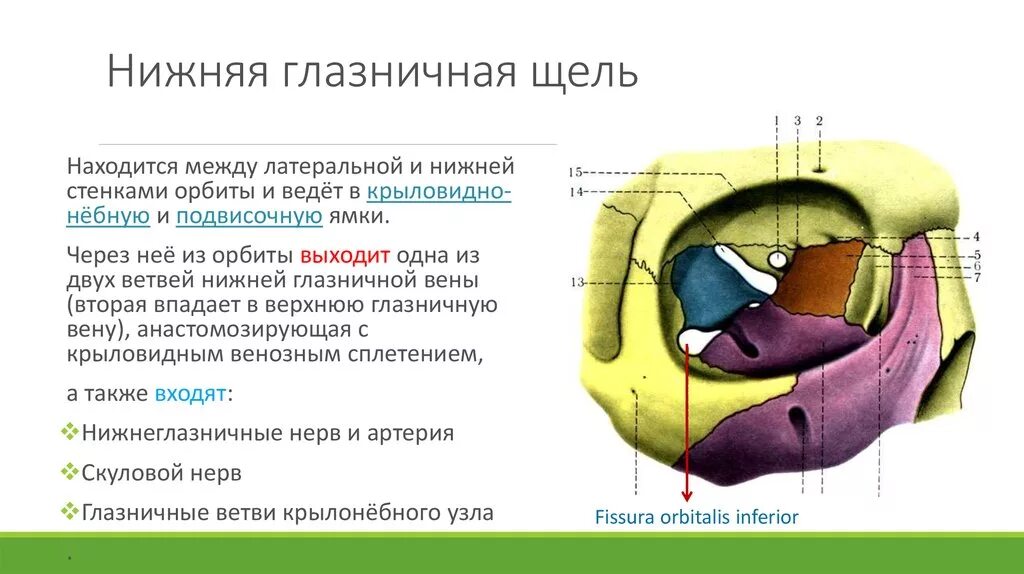 Верхние и нижние каналы. Глазница черепа анатомия. Средняя черепная ямка глазничная щель. Костные стенки глазницы анатомия. Верхняя глазная щель анатомия.