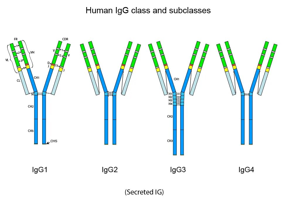 Иммуноглобулин g1 строение. Иммуноглобулин g4 (igg4). Подклассы иммуноглобулина g: igg1, igg2, igg3, igg4. Подклассы иммуноглобулина g функции.