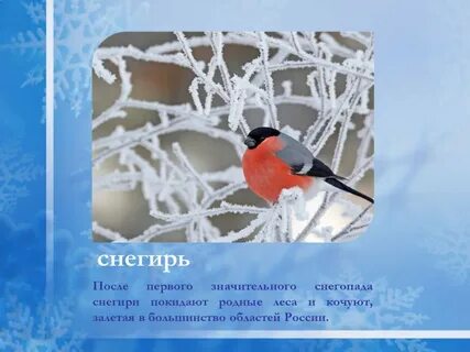 Презентация зимующие птицы 1 класс окружающий мир
