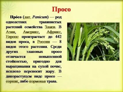 Как пишется зерно