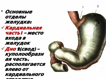 Растянутый желудок