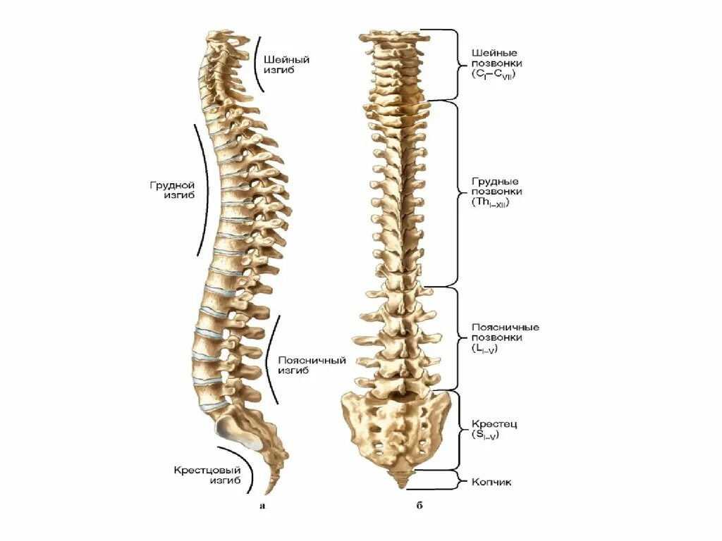 Изгибы костей. Позвонки и Позвоночный столб анатомия. Скелет шейно грудного отдела позвоночника. Кости туловища Позвоночный столб. Позвоночный столб шейный отдел.