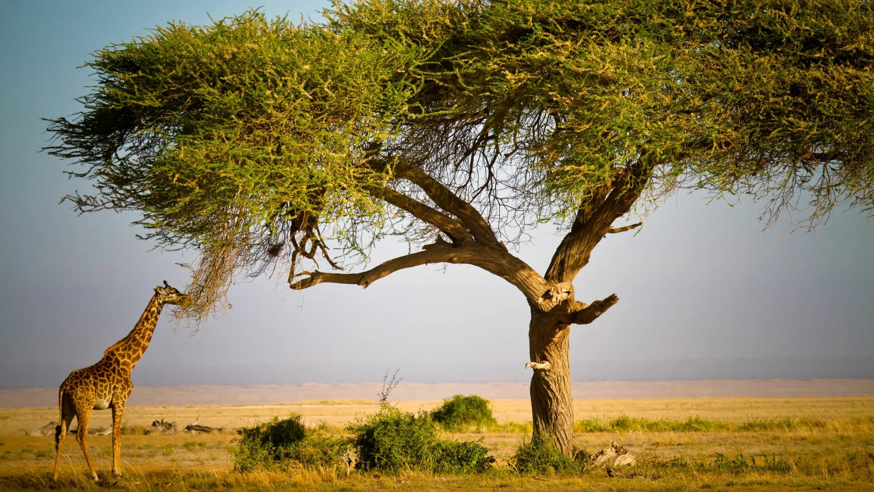 Tree animals