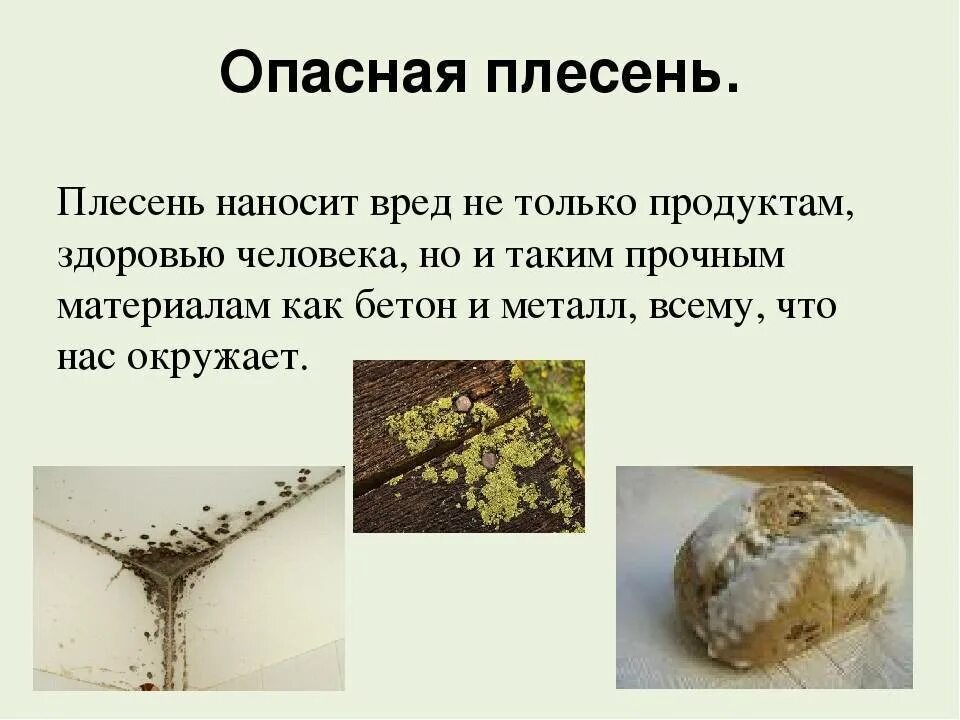 Плесень умирает. Виды плесени. Плесень опасна для человека. Самая опасная плесень.