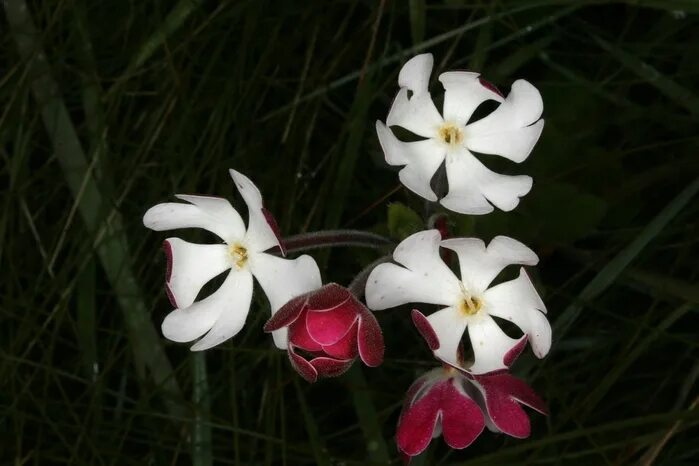Ночной флокс. Залузианския ночной флокс. Залузианския ночной флокс. Залузианския ночной флокс. Залузианския ночной флокс.