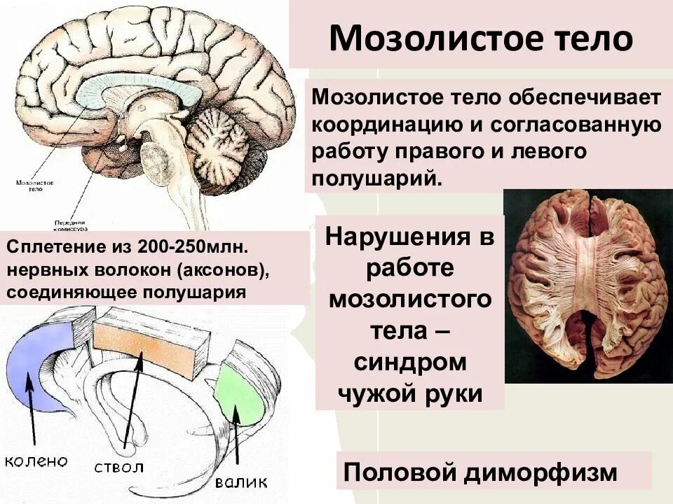 Варианты мозолистого тела