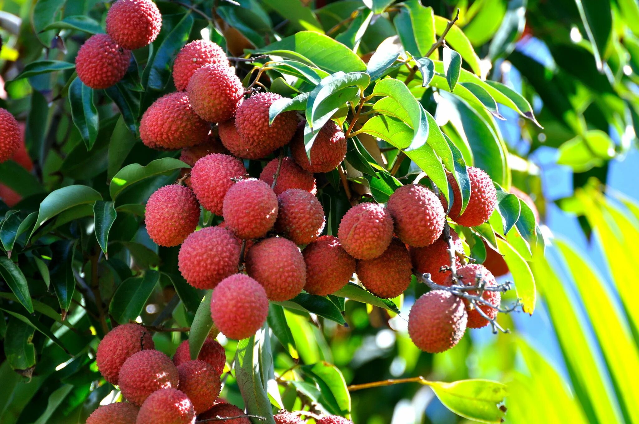 Как выглядит растение личи. Личи литчи китайская слива. Как выглядит растение личи. Личи мадагаскарские. Саженцы личи.