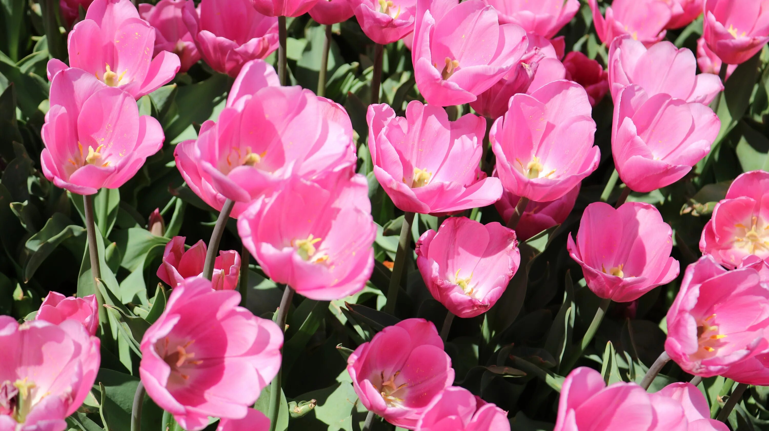 Тюльпан джамбо pink. Тюльпан jumbo pink. Тюльпан джамбо пинк фото. Тюльпан jumbo pink. Тюльпан jumbo pink.