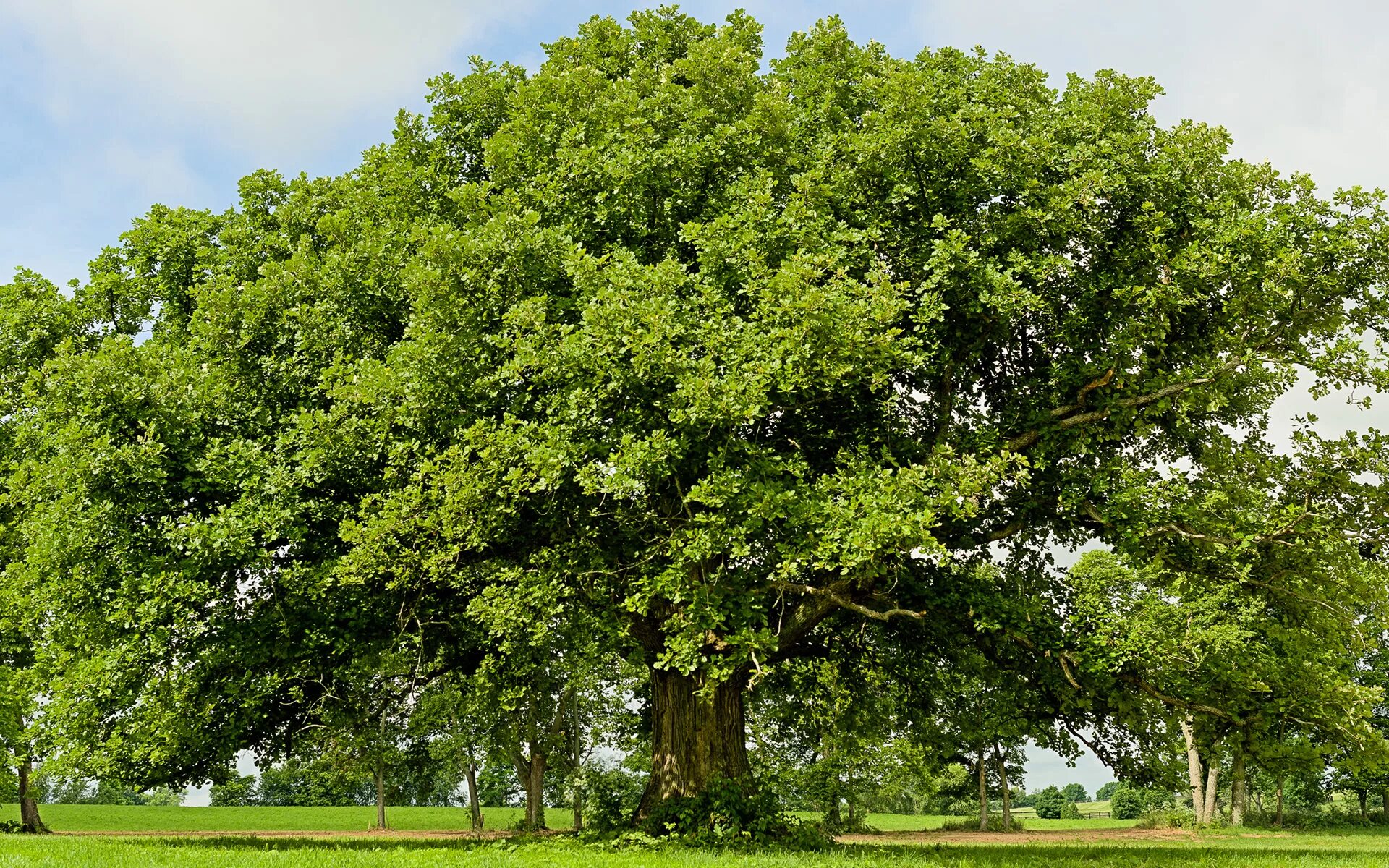 Дерево ис. Дуб черешчатый (Quercus Robur). Дуб черешчатый крона. Дуб черешчатый Дубрава. Дуб черешчатый крона дерева.