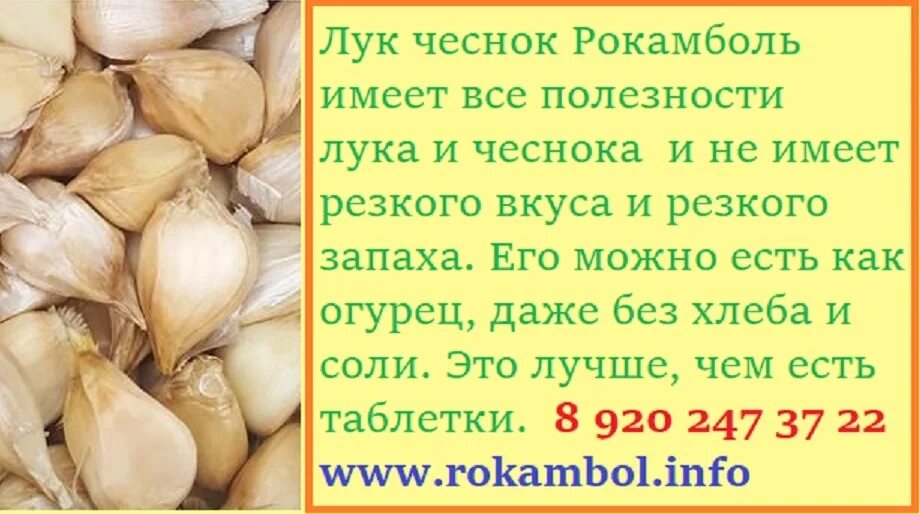 По чесноку смоленская. Лук причесночный Рокамболь. Чесночный лук Рокамболь. Чеснок Рокамболь. Зубки Рокамболя.