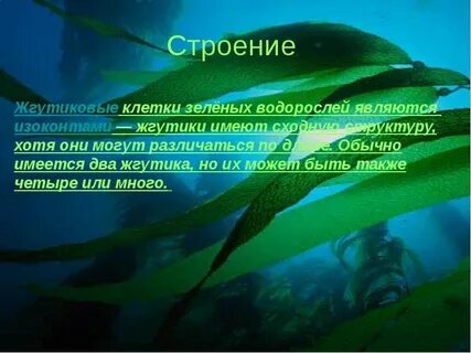 Слова подводный проводит заводит водоросли являются однокоренными