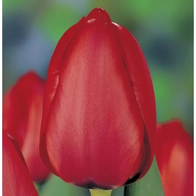 Тюльпан сорта renegade. Тюльпан многоцветковый драгон кинг. Сорт тюльпан саррендер. Тюльпан cardinal mindszenty. Сорт тюльпанов surrender.