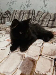 Авито орел котята в добрые