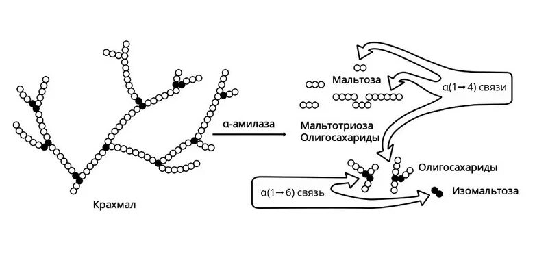 Альфа амилаза формула. Механизм расщепления крахмала амилазой. Альфа амилаза механизм действия. Схема расщепления крахмала. Крахмал расщепляется ферментом