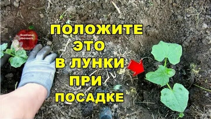 Что положить в лунку при посадке огурца. Огурцы сажают лунками. Огурцы посадка в лунку. Посадка огурцов в лунки. Лунка для рассады огурцов.