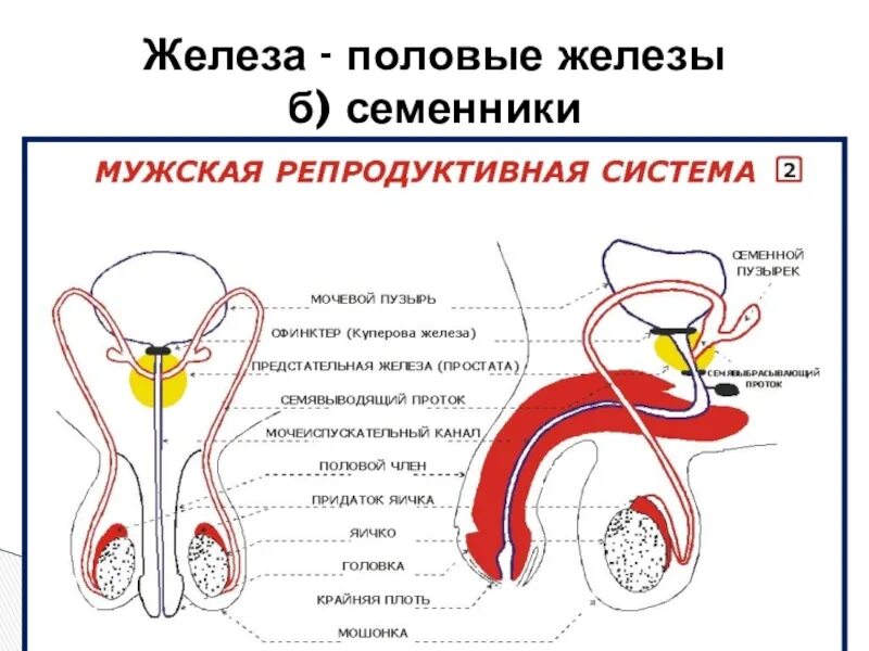 Репродуктивные органы мужчины. Репродуктивная система человека схема. Мужской половой системы. Мужская репродуктивная система. Железы мужской репродуктивной системы.