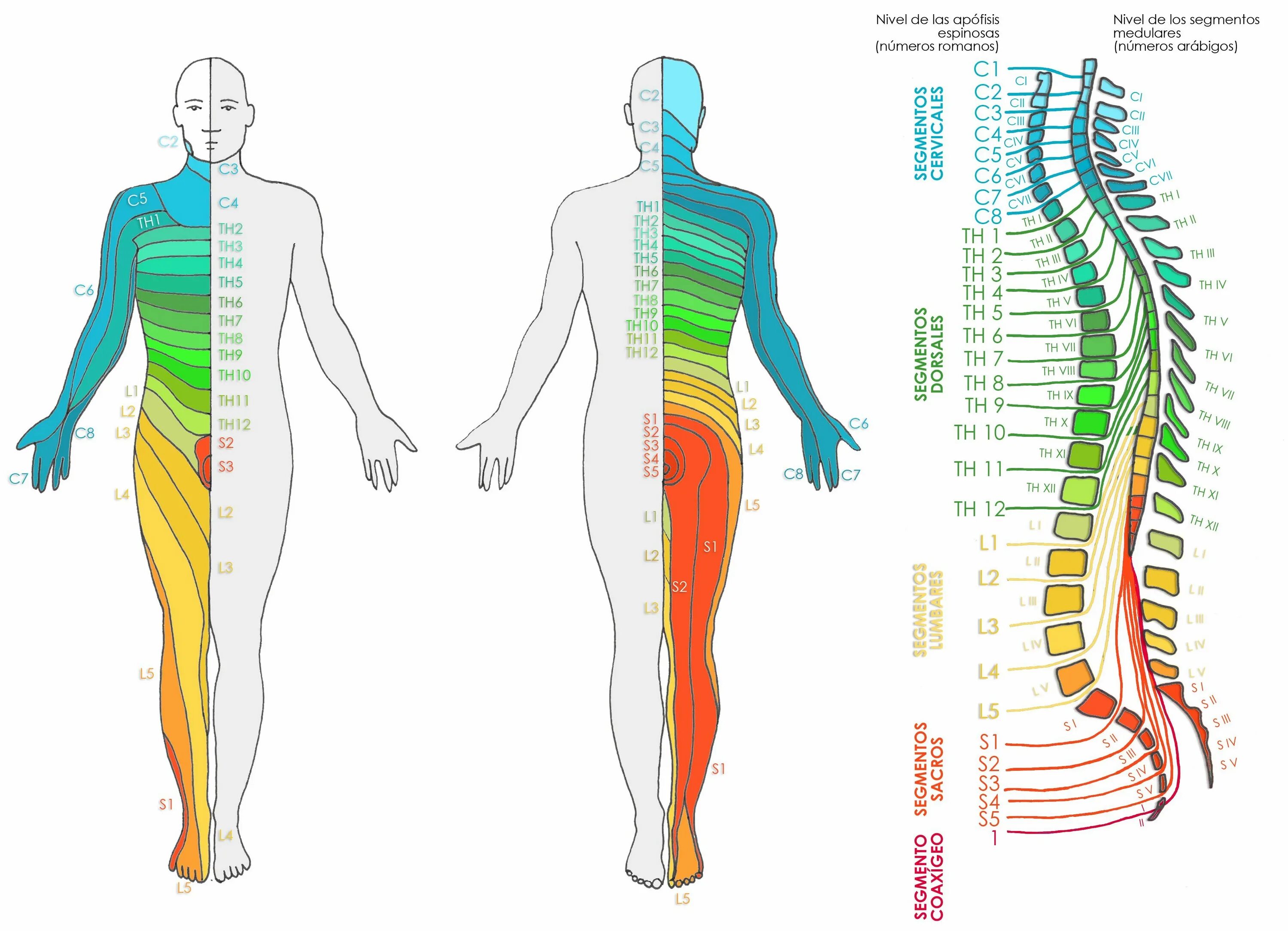 Радикулопатия с6. Дерматомы l4-l5. Схема иннервации позвоночника сегменты. Неврология сегменты дерматомы. Иннервация позвонков l4|l5.
