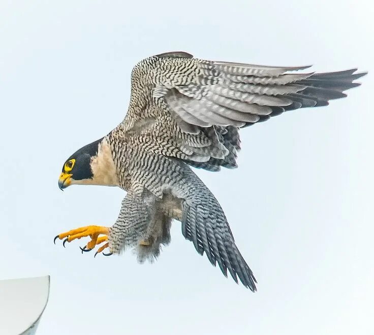 Falcon перевод на русский. Как по английски сокол. Сапсан птица в тундре. Сапсан птица клюв. Falcon перевод на русский.