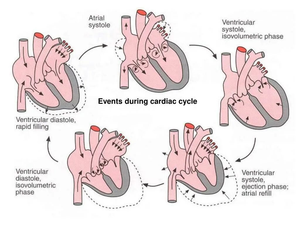 Сокращение предсердий в сердечном цикле. Фазы сердечного цикла схема. Сердечный цикл таблица физиология. Цикл работы сердца физиология. Цикл сердечной деятельности схема.