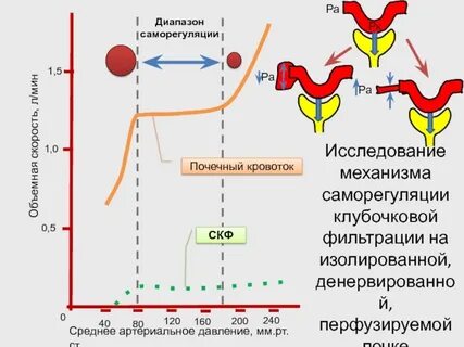 Скорость почечных артерий