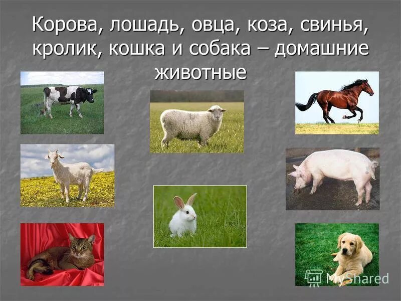 Какую пользу приносит лошадь. Домашние животные и их детеныши. презентация на тему домашние животные. домашние животные козы бараны. кошка..собака..корова..коза..свинья..лошадь..овца.