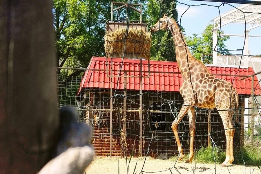 Краснодарский зоопарк сафари-парк. Солнечный остров краснодар сафари парк. Солнечный остров краснодар зоопарк. Солнечный остров краснодар сафари. Сафари парк краснодар краснодара.