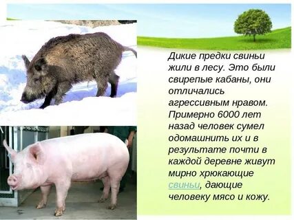 Кабан характеристика