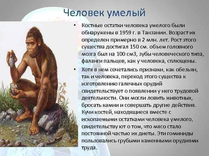 Человек умелый кратко. Homo habilis характеристика. Человек умелый homo habilis образ жизни. Хомо хабилис таблица. Человек умелый характеристика.