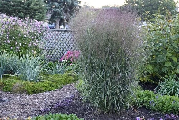 Panicum virgatum (Switch Grass) 'Northwind' : Fine gardening, Garden, Warm seaso