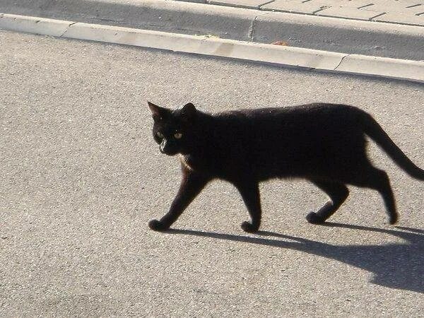 Кот ходит поет. Черный кот перебегает дорогу. черный кот переходит дорогу.