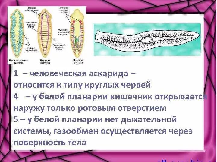 У круглых червей отсутствует. Белая планария дыхательная система. Пищеварительная система червя планария. Система органов белой планарии таблица дыхание. Строение пищеварительной системы молочной планарии.