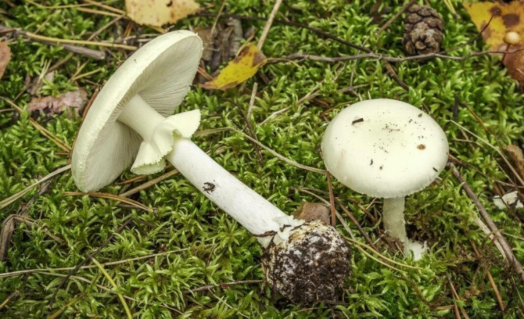 Бледная поганка гриб. Бледная поганка (Amanita phalloides). Бледная поганка (мухомор зеленый). Поганка бледная (Amanita Verna). Противоядие от бледной поганки