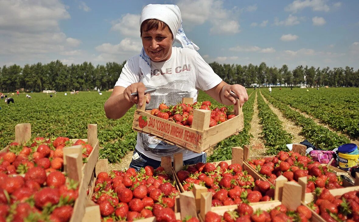 совхоз имени ленина московская область вакансии. совхоз им ленина грудинин. совхоз имени ленина павла грудинина. совхоз имени ленина московская область вакансии. совхоз имени ленина московская область вакансии.
