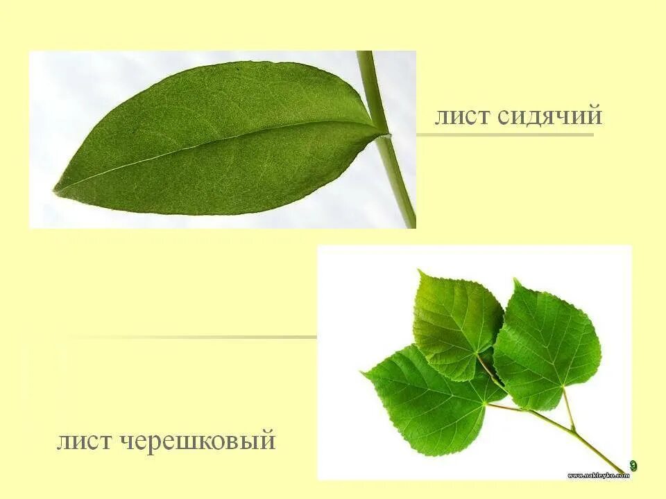 Черешок листа. Черешковые и сидячие листья. сидячий лист. черешковый. черешковый и сидячий тип листа.