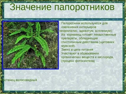 Папоротники значение для человека и природы
