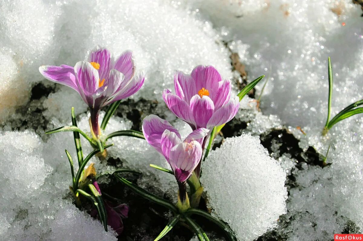 Сегодня пришел апрель. Первоцветы (подснежники, крокусы, гиацинты).. Первоцвет снежный. Крокусы и подснежники. Весенний первоцвет пролеска снег.