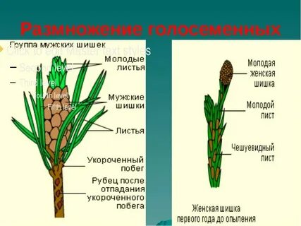 Что развивается в элементах шишки сосны обозначенных