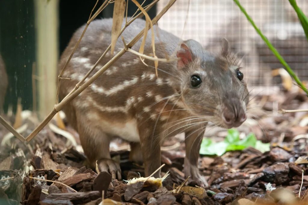 Центральноамериканский агути. Мексиканский агути. Грызуны обитающие в южной америке. Капибара и морская свинка. Роатанский агути.