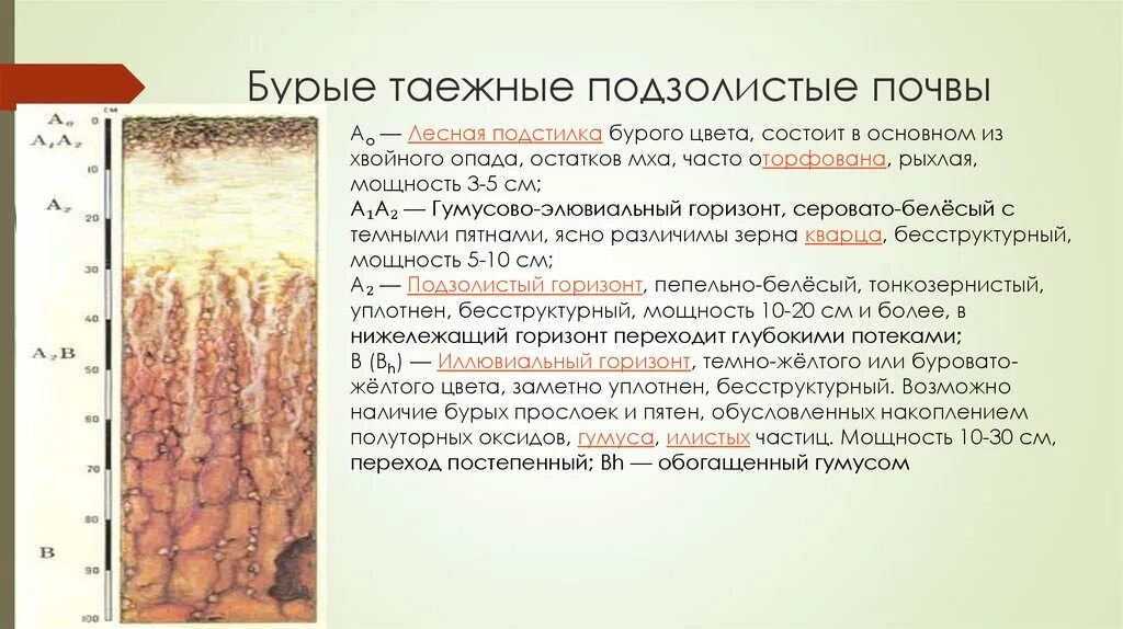 Зона тундры почвы подзолистые. Гумусовый горизонт подзолистых почв. подзолисто-бурых лесных глеевых почв. подзолисто бурые лесные почвы профиль. подзолистые почвы цвет почвы.
