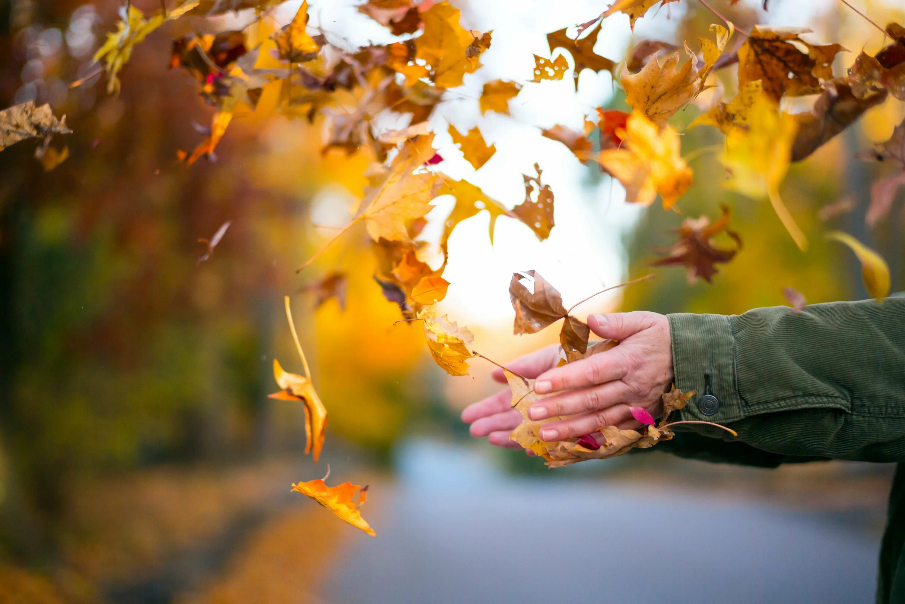 Осенние листья в руках. Лист в руке. Осенний лист на ладони. Осень люди.
